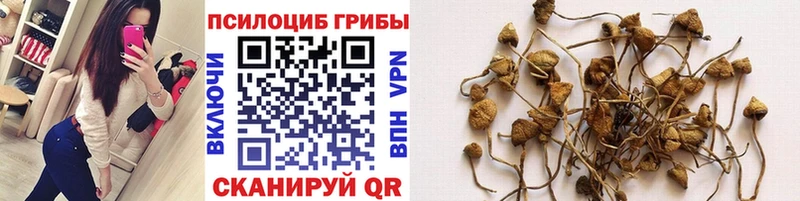 Псилоцибиновые грибы Psilocybine cubensis  Купить где  Томск 